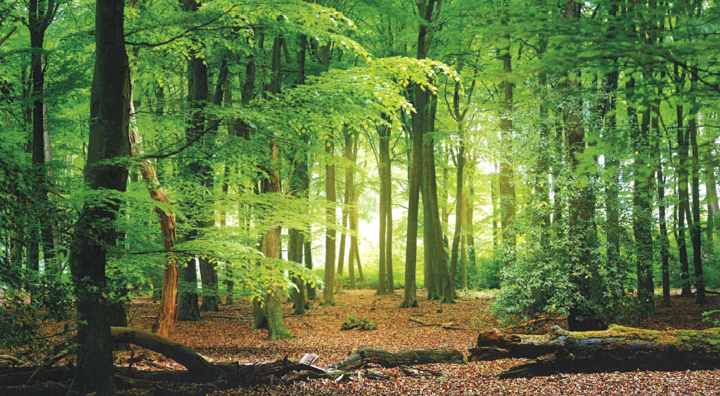 Forest