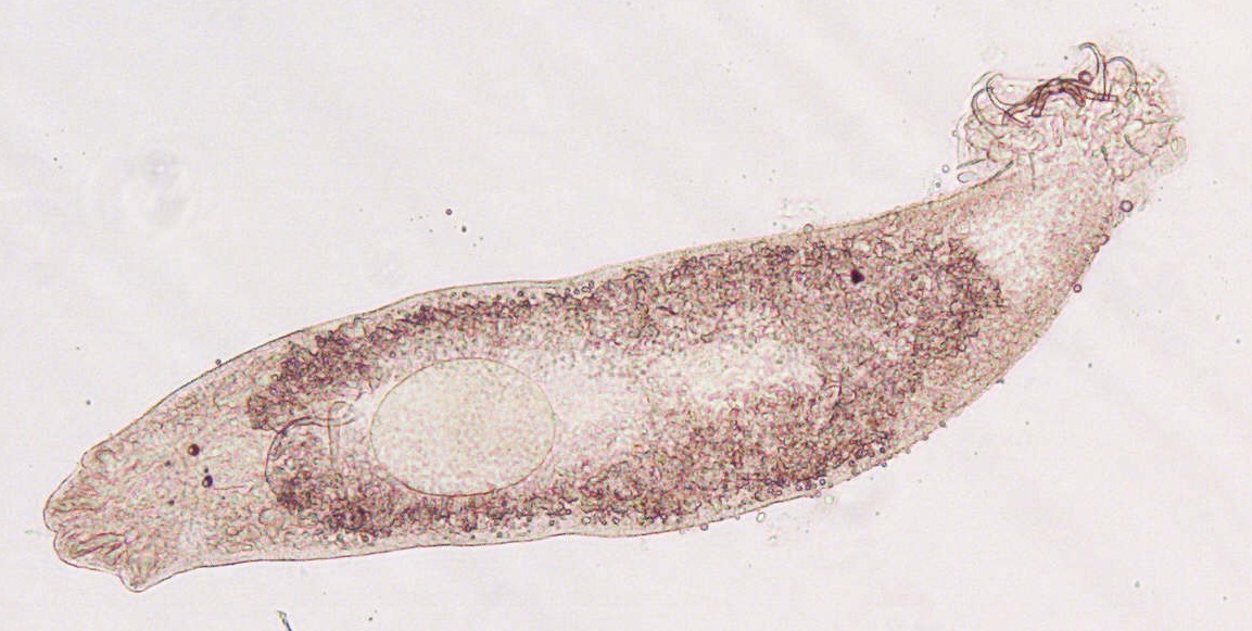 Cichlidogyrus