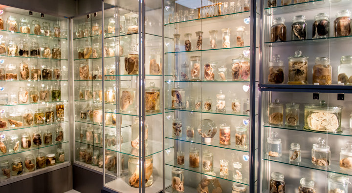 Orgaanmuseum 3 (1)