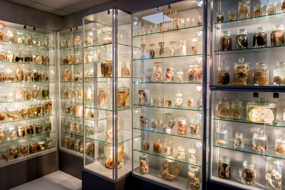 Orgaanmuseum 3 (1)