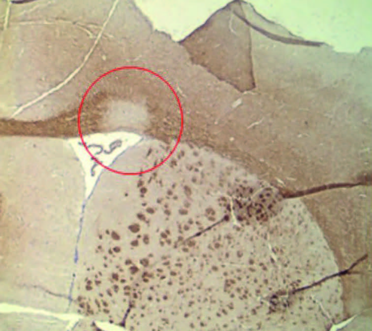 Biomediacal 2024 11