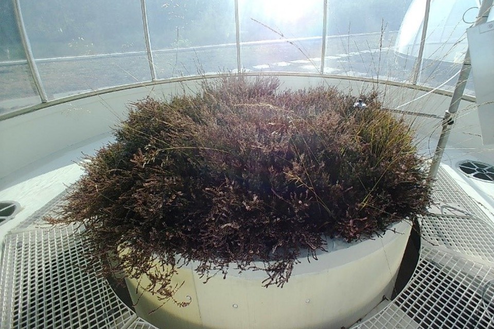 Heathland