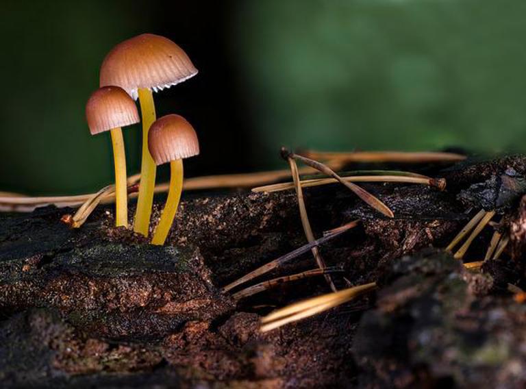 Mushrooms G41a0e0b35 640
