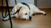 26 09 11 Proclamatie MOB 2Dezit 016
