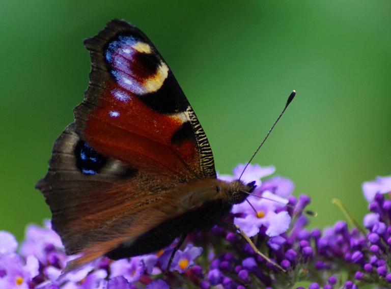 Carolien Van Oijen Wylm4dfih9g Unsplash (1)
