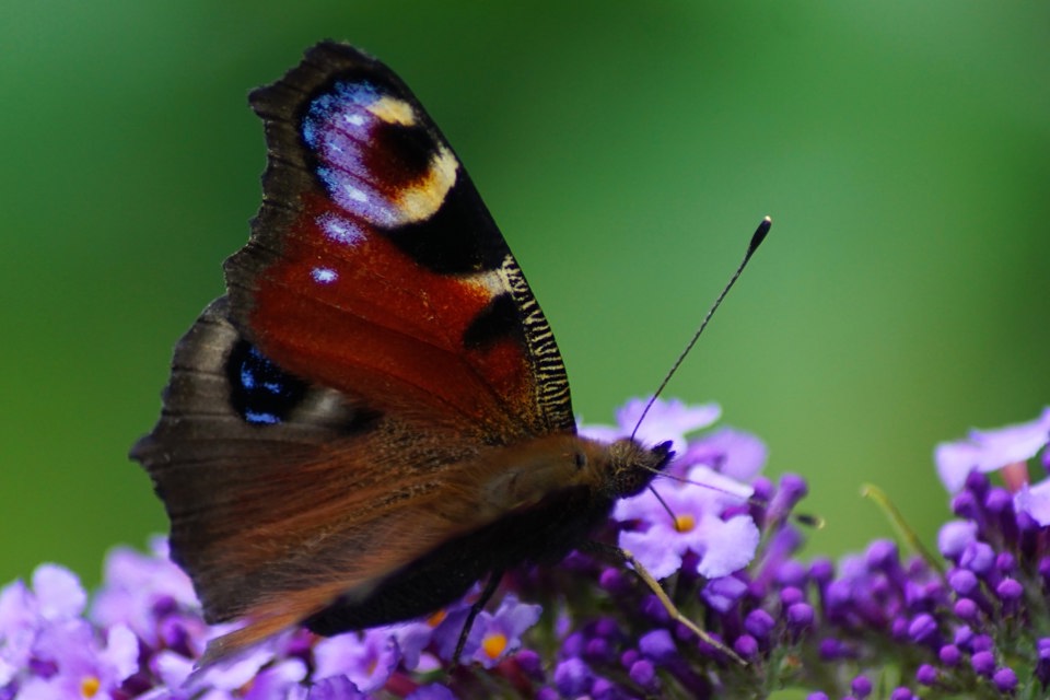 Carolien Van Oijen Wylm4dfih9g Unsplash (1)