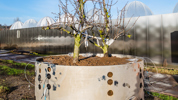 Ecotron Qpear 095