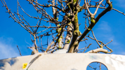 Ecotron Qpear 041
