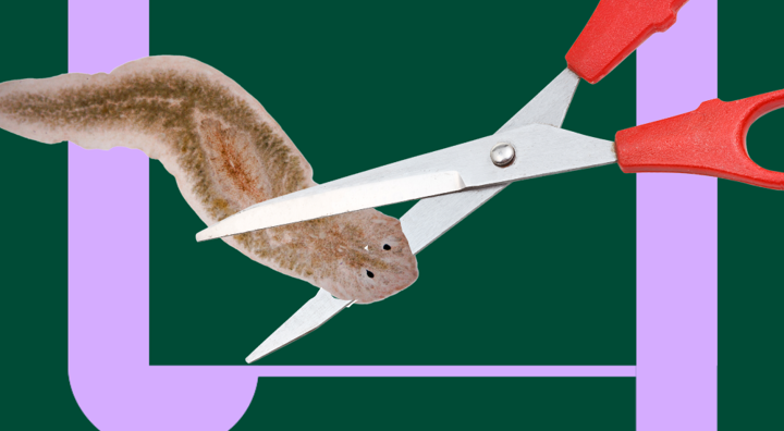 Platworm