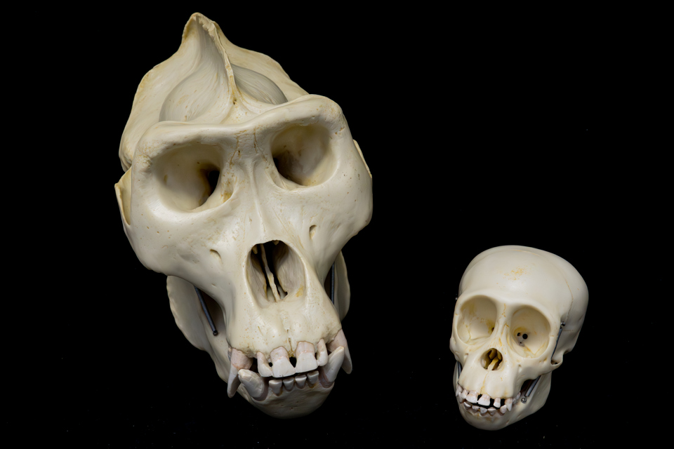 Academisch Erfgoed Biologie 086