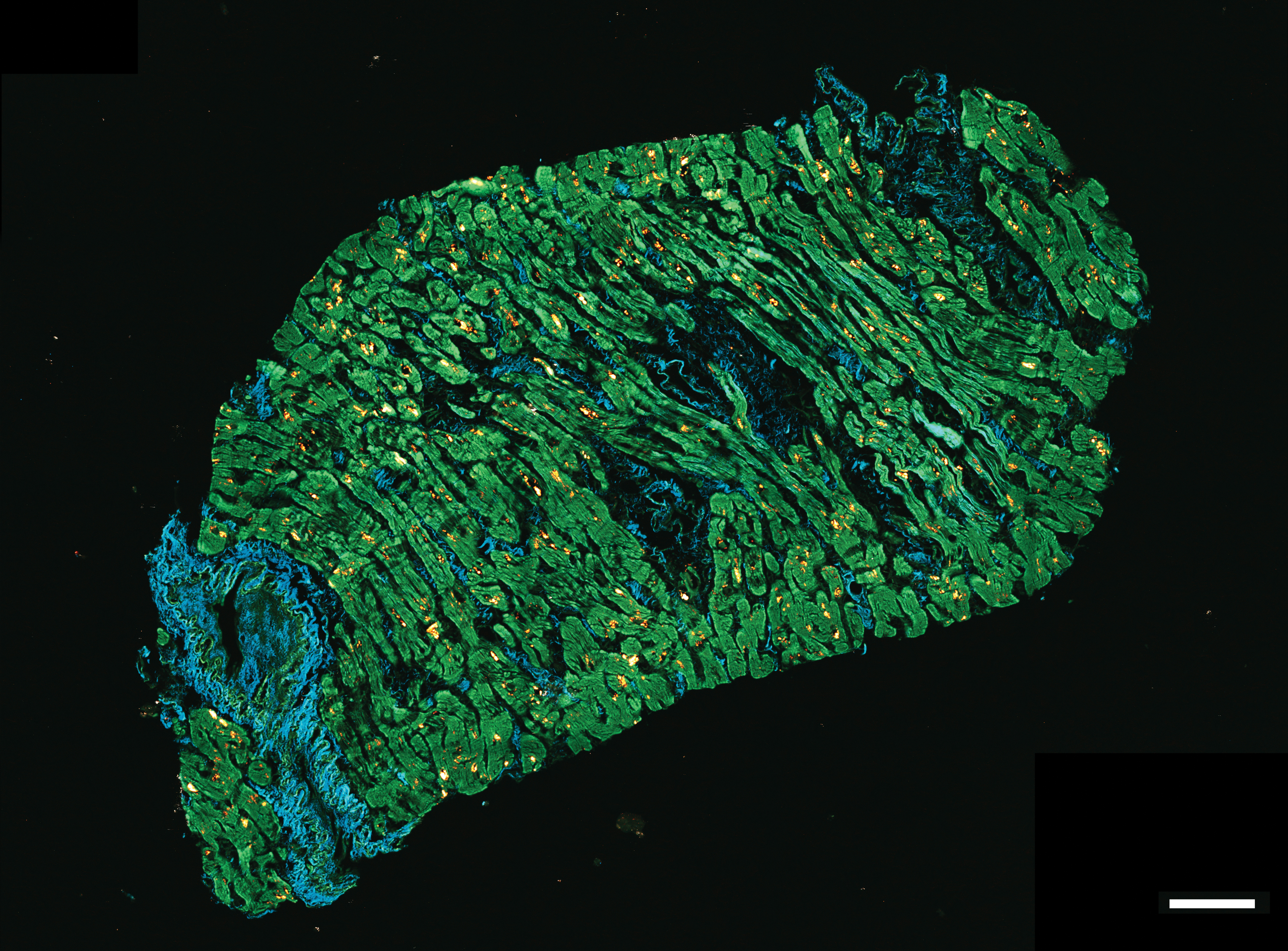 Advanced Microscopy