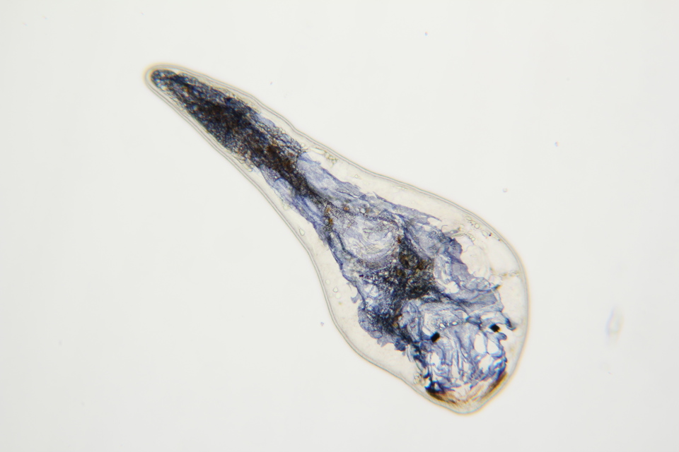 Polycystis (1)