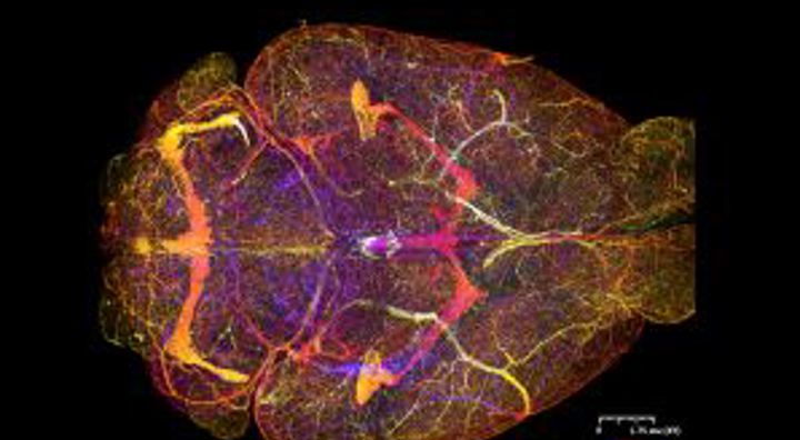 Flanders Bioimaging
