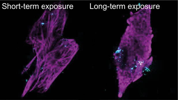 Short term exposure vs long term exposure