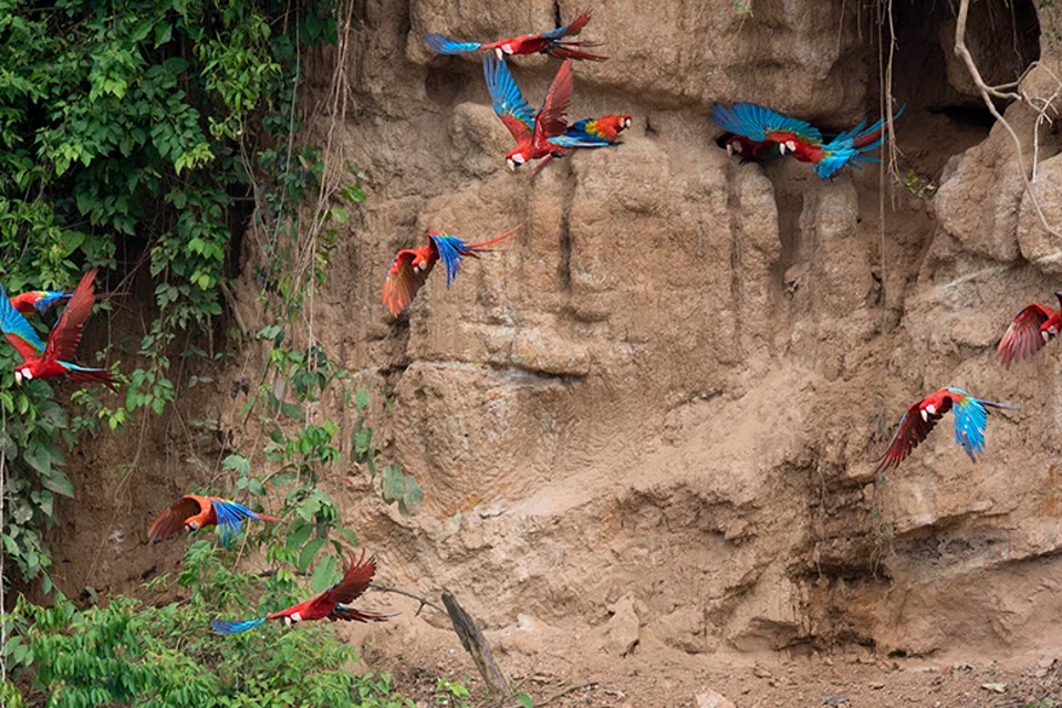 Parrots