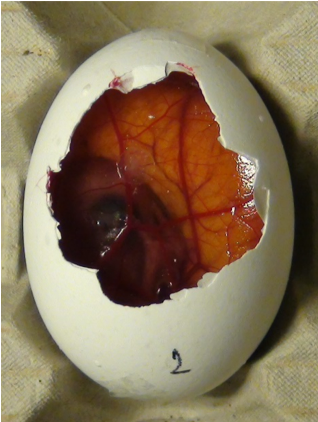 Angiogenesis