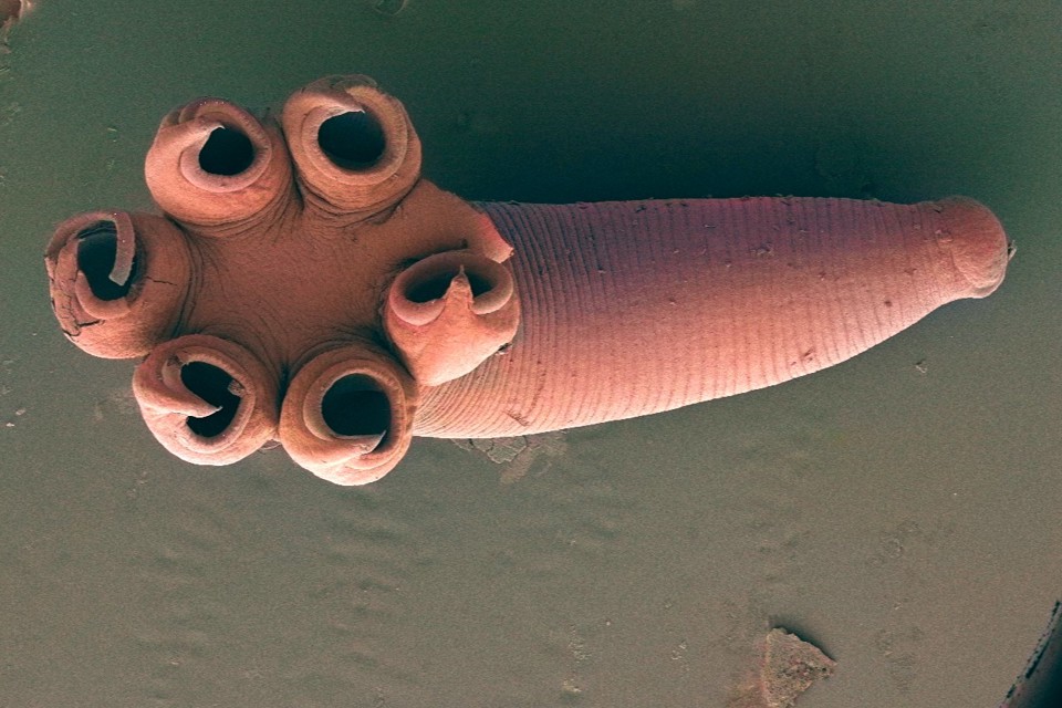 Platworm Rajonchocotyle Emarginata